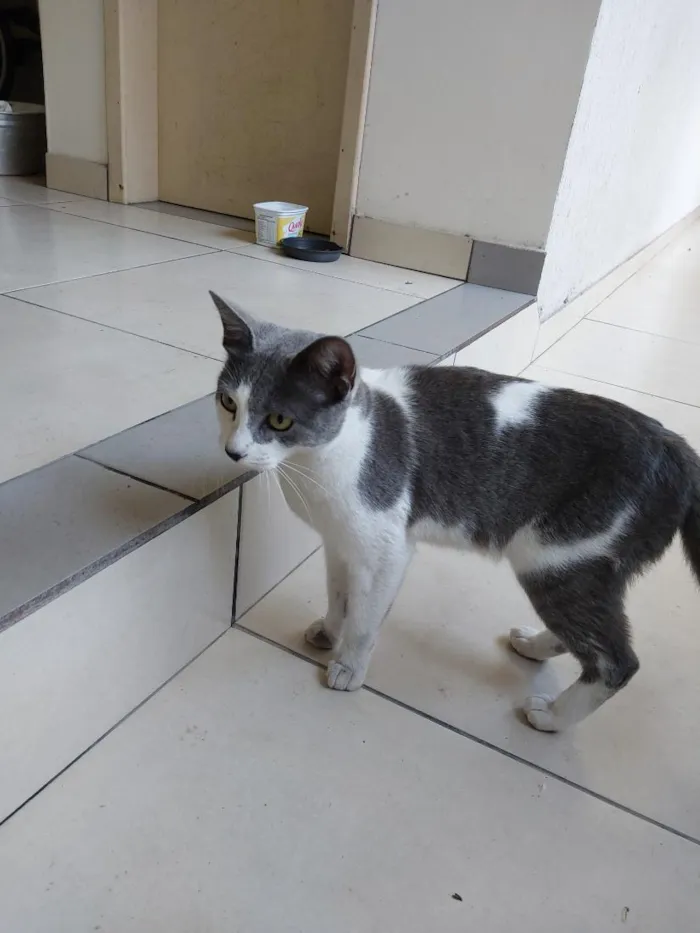 Gato raça SRD-ViraLata idade 1 ano nome Sem nome