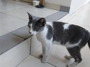 Gato raça SRD-ViraLata idade 1 ano nome Sem nome