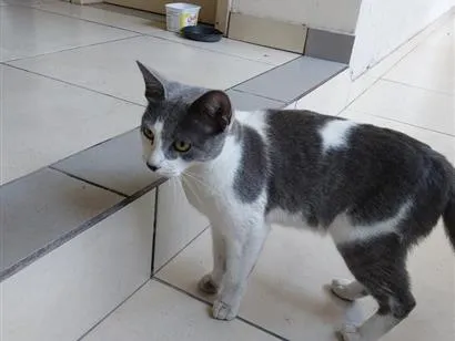 Gato raça SRD-ViraLata idade 1 ano nome Sem nome