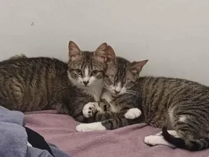 Gato raça SRD-ViraLata idade 2 a 6 meses nome Irmãozinhos