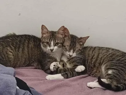 Gato raça SRD-ViraLata idade 2 a 6 meses nome Irmãozinhos