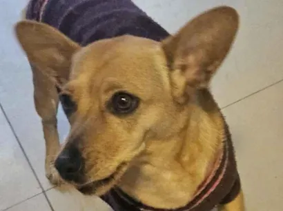Cachorro raça SRD-ViraLata idade 1 ano nome Cacau