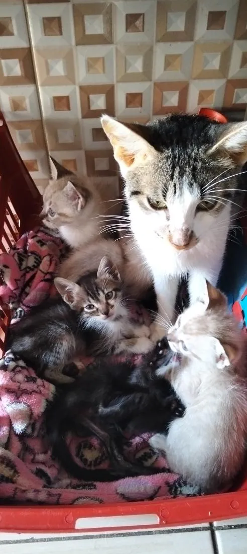 Gato raça Siamês idade 2 a 6 meses nome Ainda não possui