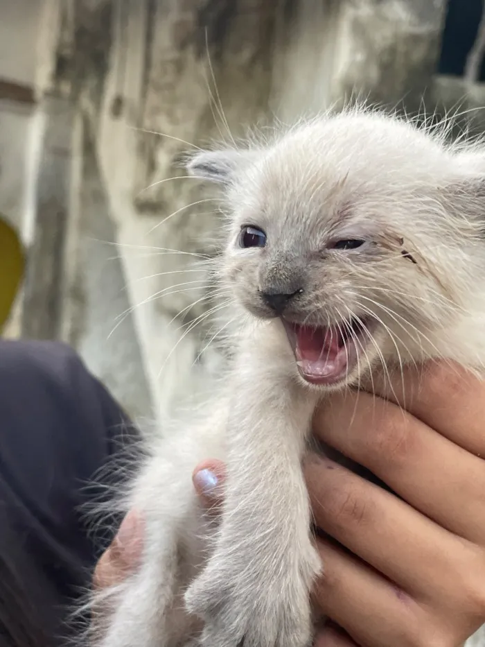 Gato raça Siamês idade Abaixo de 2 meses nome Não tem nome 