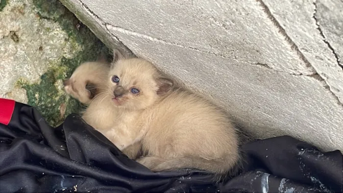 Gato raça Siamês idade Abaixo de 2 meses nome Não tem nome 