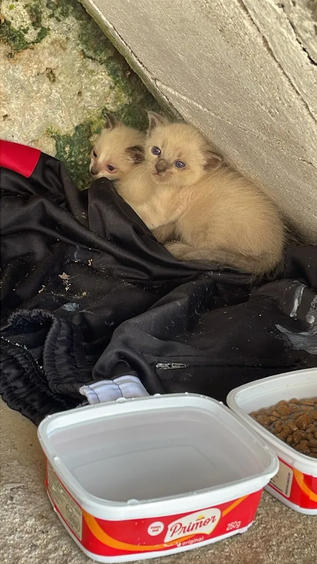 Gato raça Siamês idade Abaixo de 2 meses nome Não tem nome 