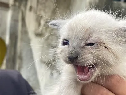 Gato raça Siamês idade Abaixo de 2 meses nome Não tem nome 
