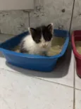 Bolota
