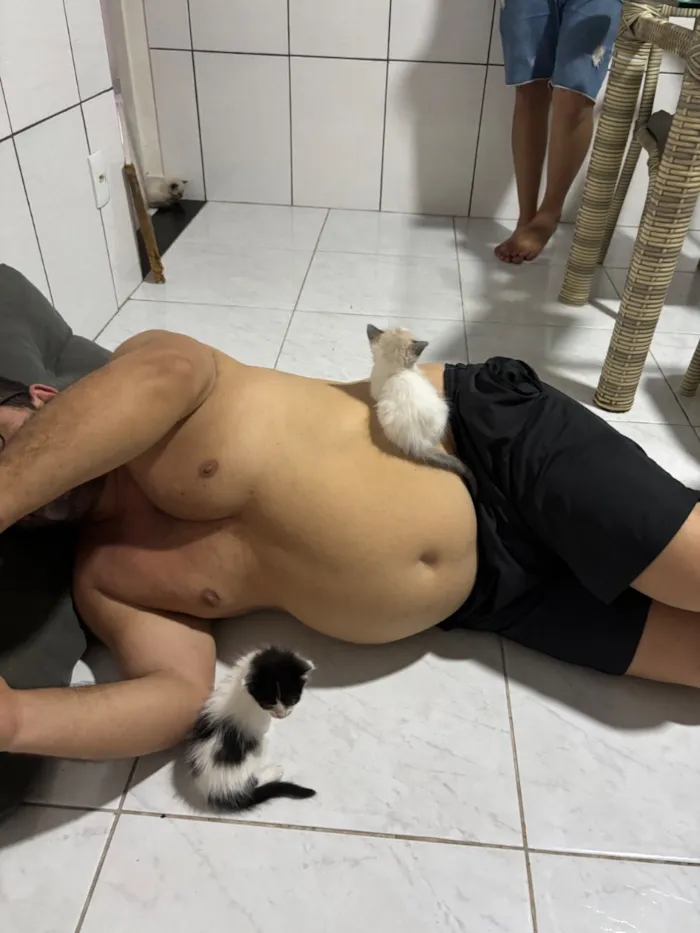Gato raça SRD-ViraLata idade Abaixo de 2 meses nome Bolota