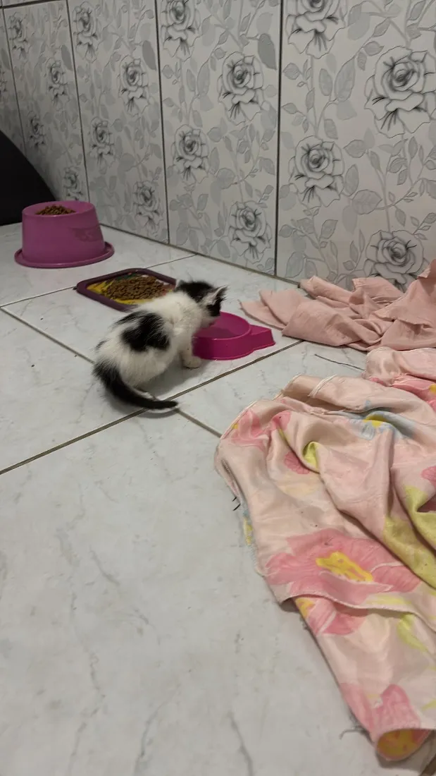 Gato raça SRD-ViraLata idade Abaixo de 2 meses nome Bolota