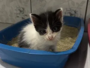 Gato raça SRD-ViraLata idade Abaixo de 2 meses nome Bolota