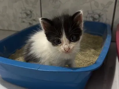 Gato raça SRD-ViraLata idade Abaixo de 2 meses nome Bolota
