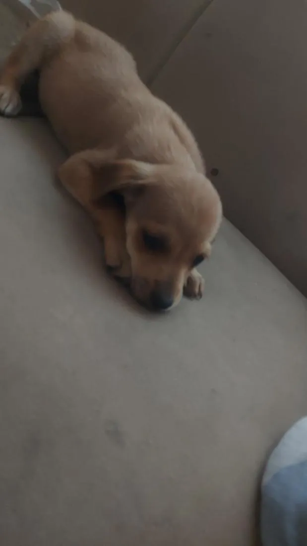 Cachorro raça SRD-ViraLata idade 2 a 6 meses nome Sem nome 