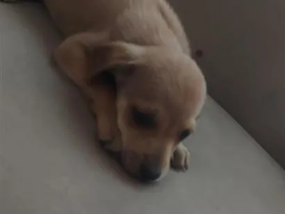 Cachorro raça SRD-ViraLata idade 2 a 6 meses nome Sem nome 