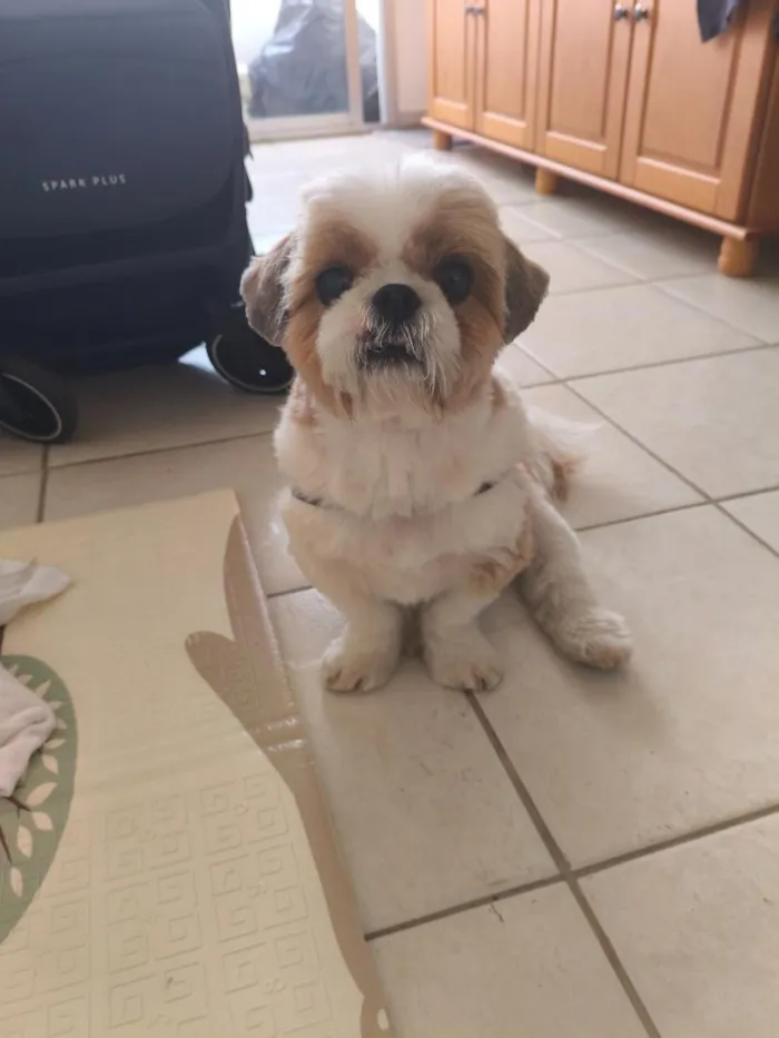 Cachorro raça Shitzu idade 5 anos nome Marquinhos
