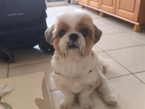 Cachorro raça Shitzu idade 5 anos nome Marquinhos