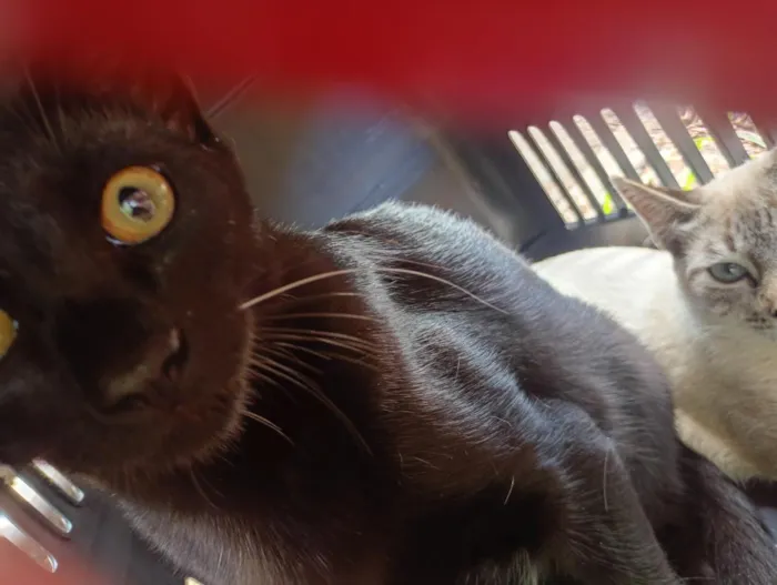 Gato raça SRD-ViraLata idade 2 a 6 meses nome Antônio