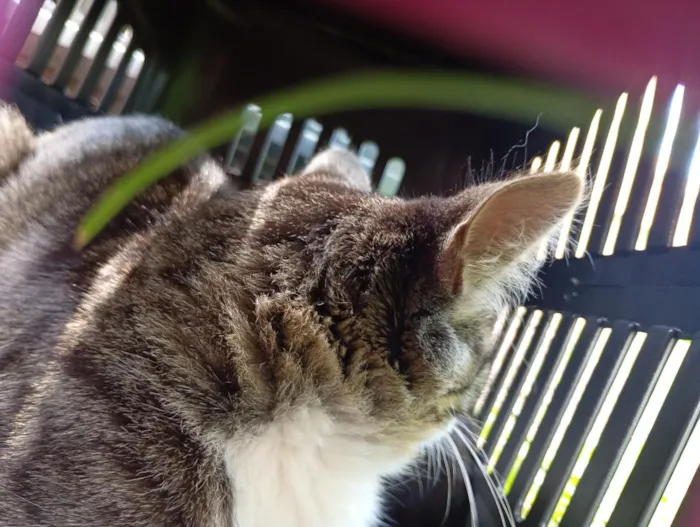 Gato raça SRD-ViraLata idade 2 a 6 meses nome Antônio