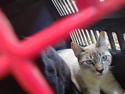 Gato raça SRD-ViraLata idade 2 a 6 meses nome Antônio
