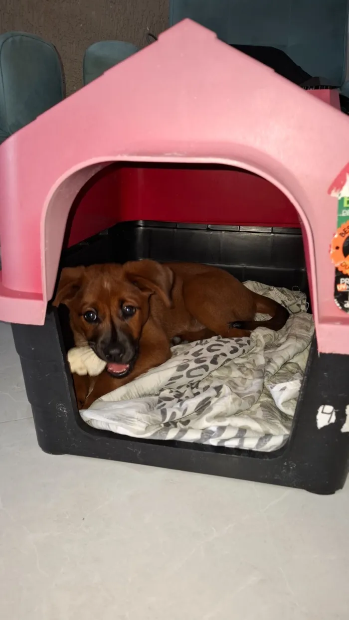 Cachorro raça SRD-ViraLata idade 2 a 6 meses nome Maggie