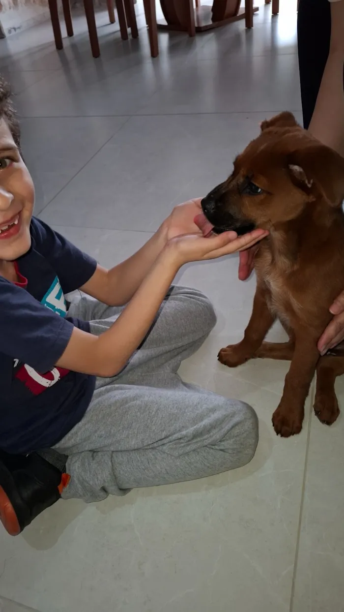 Cachorro raça SRD-ViraLata idade 2 a 6 meses nome Maggie