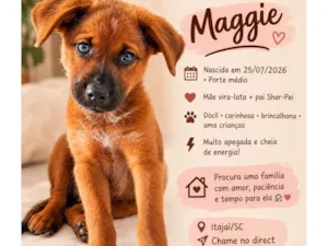 Cachorro raça SRD-ViraLata idade 2 a 6 meses nome Maggie