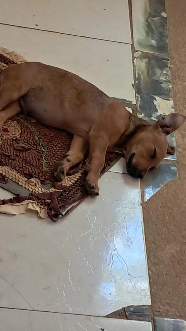 Cachorro raça SRD-ViraLata idade 2 a 6 meses nome esquilo 