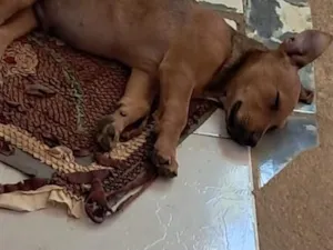 Cachorro raça SRD-ViraLata idade 2 a 6 meses nome esquilo 