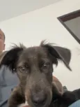 Apollo