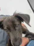 Apollo