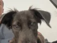 Apollo