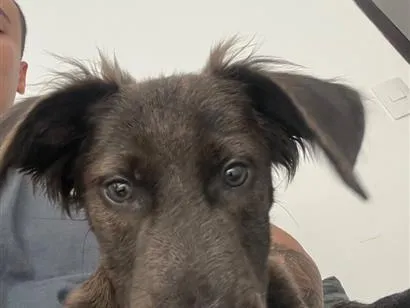 Cachorro raça SRD-ViraLata idade 1 ano nome Apollo