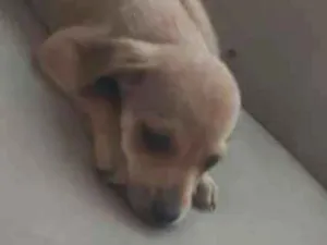 Cachorro raça SRD-ViraLata idade 2 a 6 meses nome Sem nome 