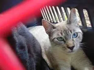 Gato raça SRD-ViraLata idade 2 a 6 meses nome Antônio