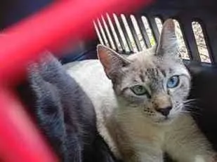 Gato raça SRD-ViraLata idade 2 a 6 meses nome Antônio
