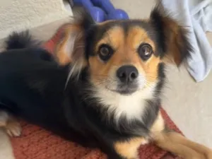 Cachorro raça SRD-ViraLata idade 6 ou mais anos nome Chica