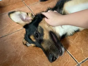 Cachorro raça SRD-ViraLata idade 7 a 11 meses nome Bruce