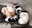Meus bebês 