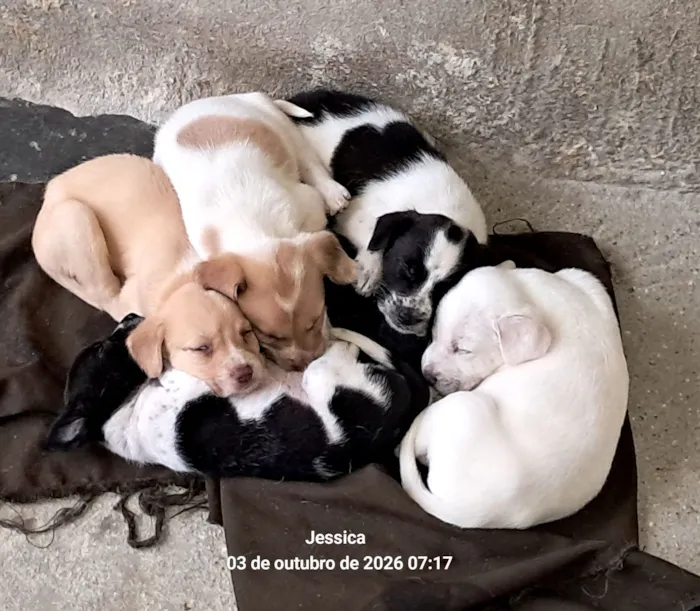 Cachorro raça SRD-ViraLata idade Abaixo de 2 meses nome Meus bebês 