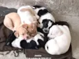 Meus bebês 