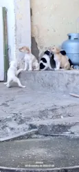 Meus bebês 