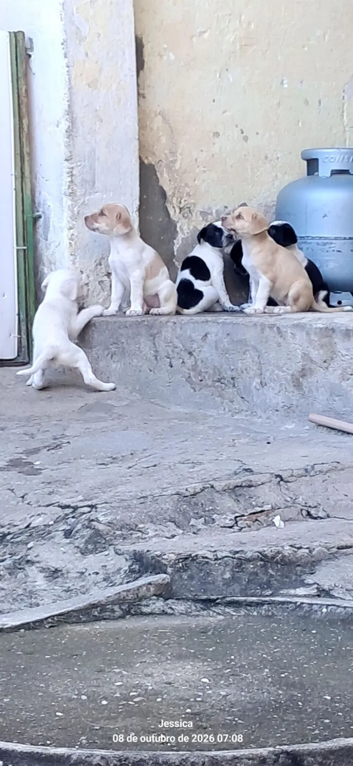 Cachorro raça SRD-ViraLata idade Abaixo de 2 meses nome Meus bebês 