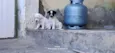 Meus bebês 