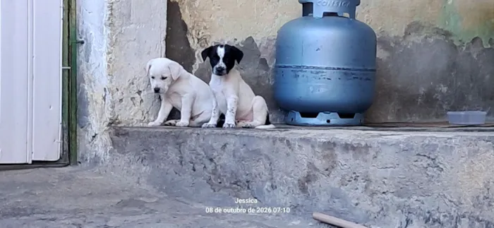 Cachorro raça SRD-ViraLata idade Abaixo de 2 meses nome Meus bebês 