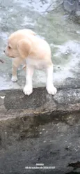 Meus bebês 