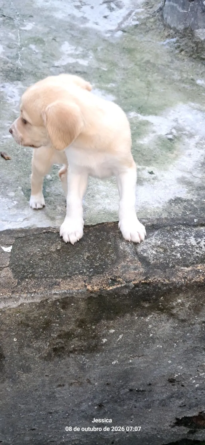 Cachorro raça SRD-ViraLata idade Abaixo de 2 meses nome Meus bebês 