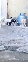Meus bebês 