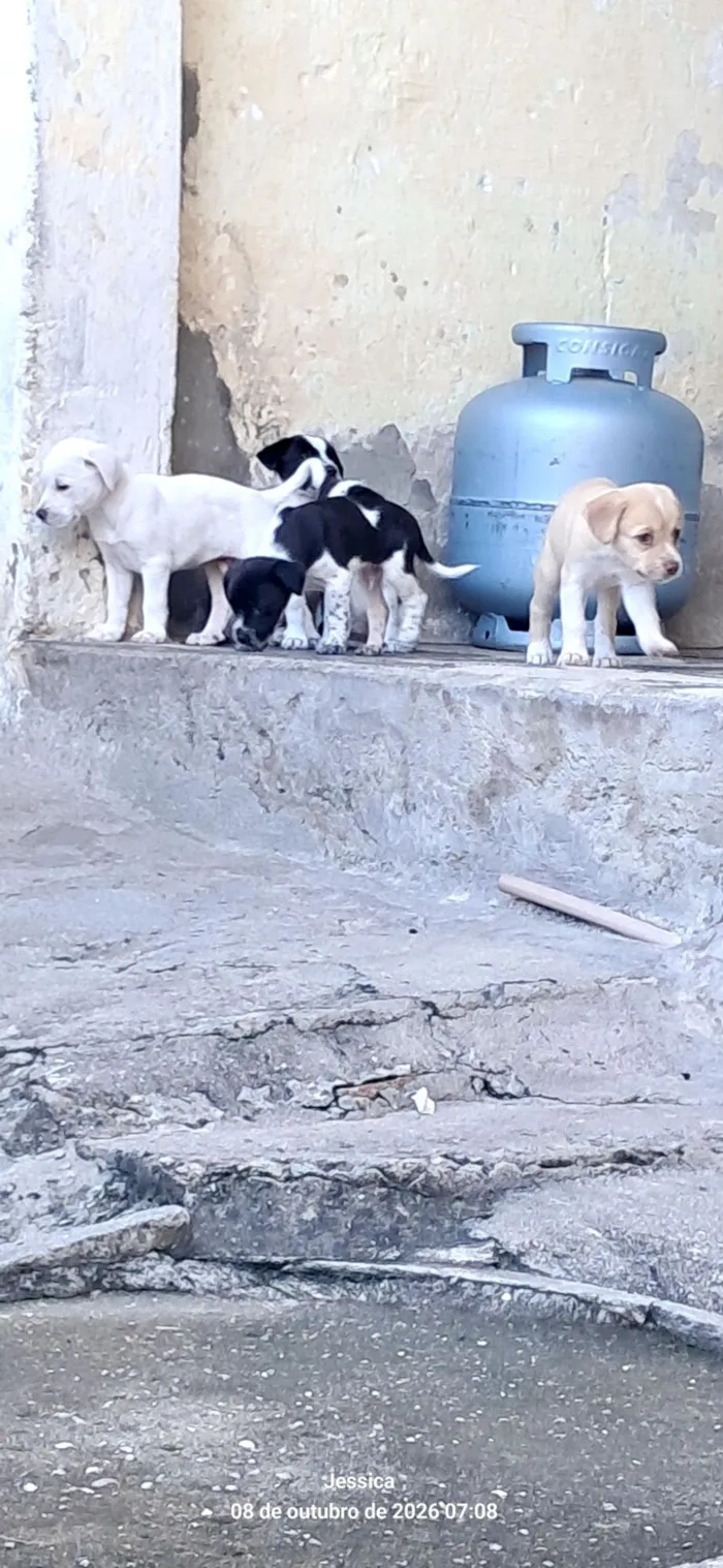 Cachorro raça SRD-ViraLata idade Abaixo de 2 meses nome Meus bebês 