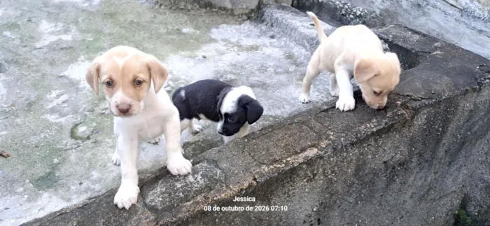 Cachorro raça SRD-ViraLata idade Abaixo de 2 meses nome Meus bebês 