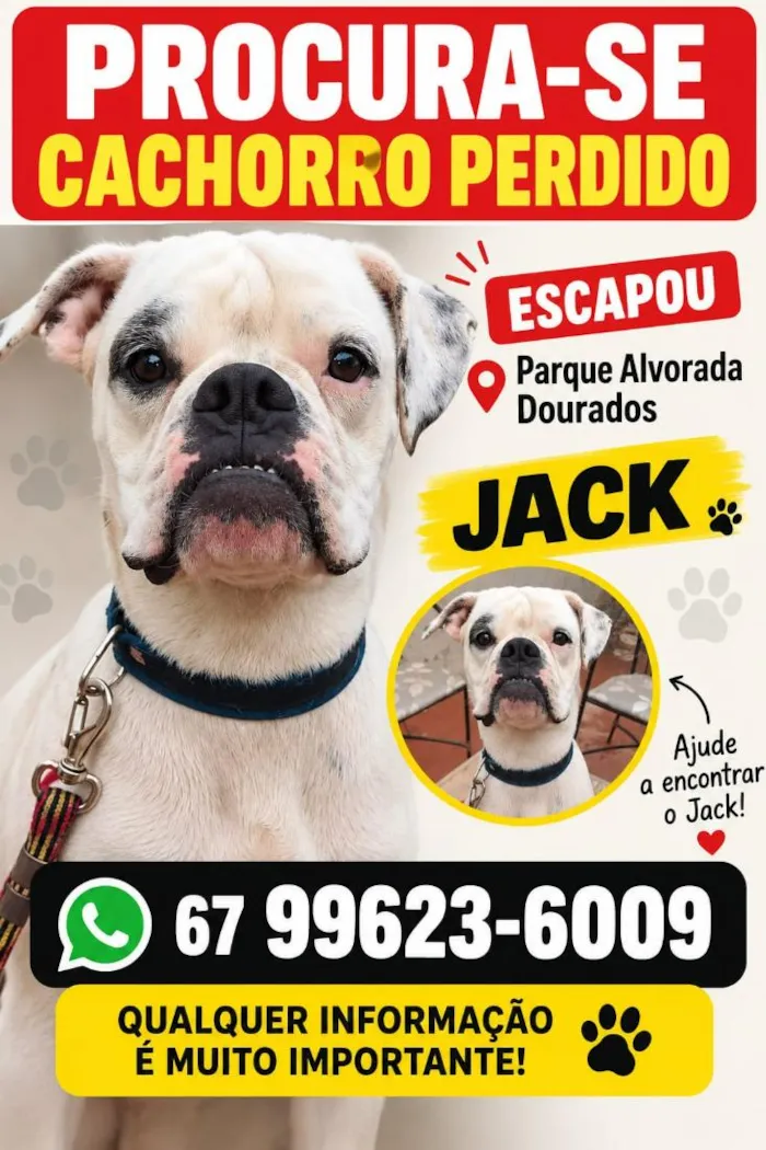 Cachorro raça Boxer idade 6 ou mais anos nome Jack